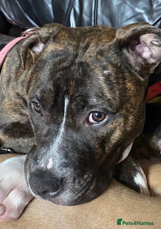 Staffordshire Bull Terrier dogs 7 staffy cross puppy’s ready for ** !!! - Advert 1