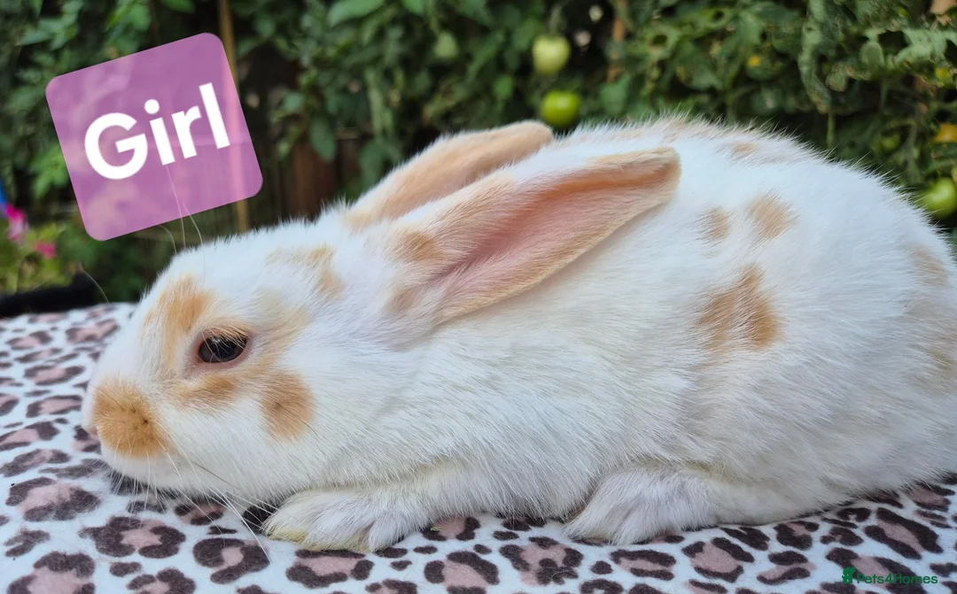 Mixed Breed rabbits for sale: 7 lovely mixed breed rabbits  - Advert 2