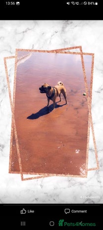 Mixed Breed dogs - Advert 7