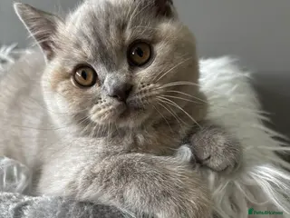 British Shorthair cats **LAST ONE - GCCF British Shorthair Kitten** - Advert 15