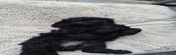Cockapoo dogs for sale: Gorgeous Cockapoo Black Puppy  - Advert 4