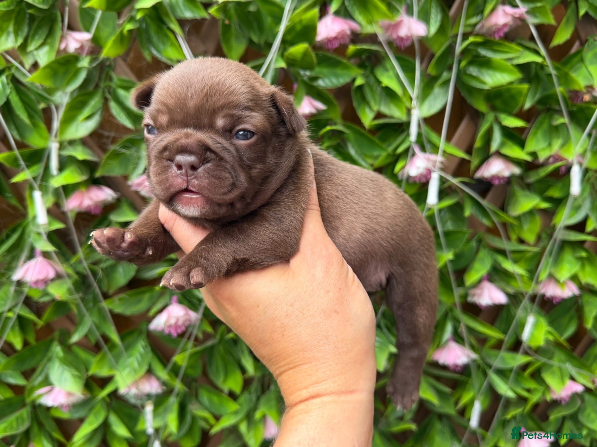 French Bulldog dogs Kc registered new shade french bulldogs  - Advert 1