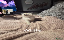 Ragdoll cats for sale: Beautiful Ragdoll Kittens - Image 4