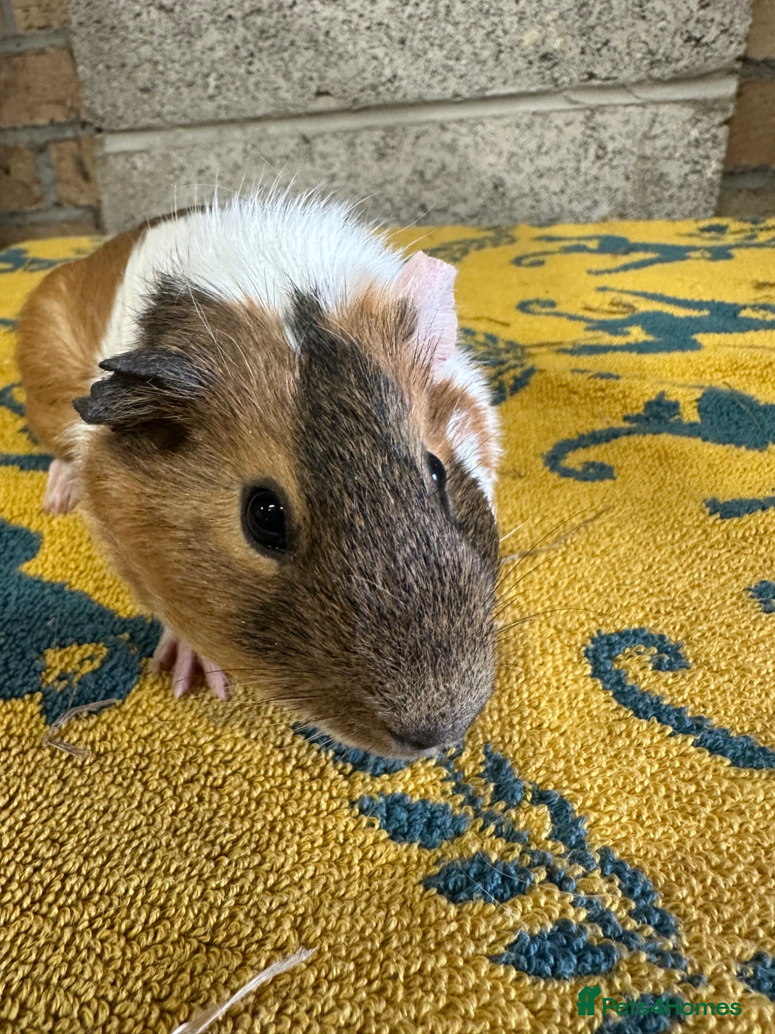 Guinea Pig rodents Female and Male guinea pigs for sale  - Advert 2