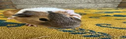 Guinea Pig rodents for sale:  Male guinea pigs for sale  - Advert 3