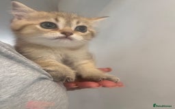British Shorthair cats for sale: 1 BSH colour point & 4 rainbow BSH Chinchillas - Image 1