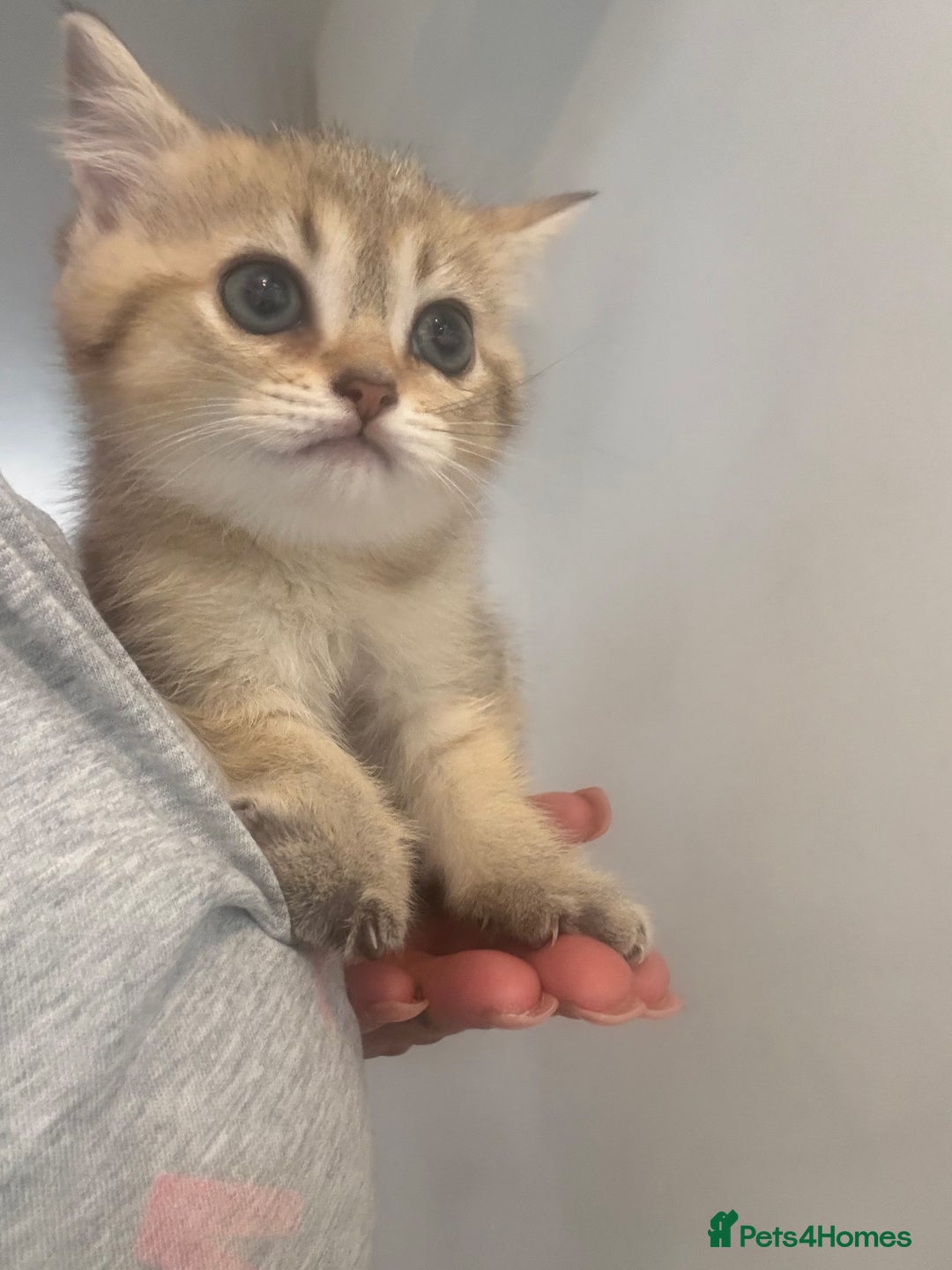 British Shorthair cats for sale: 1 BSH colour point & 4 rainbow BSH Chinchillas - Image 1