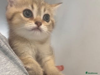 British Shorthair cats - Advert 2