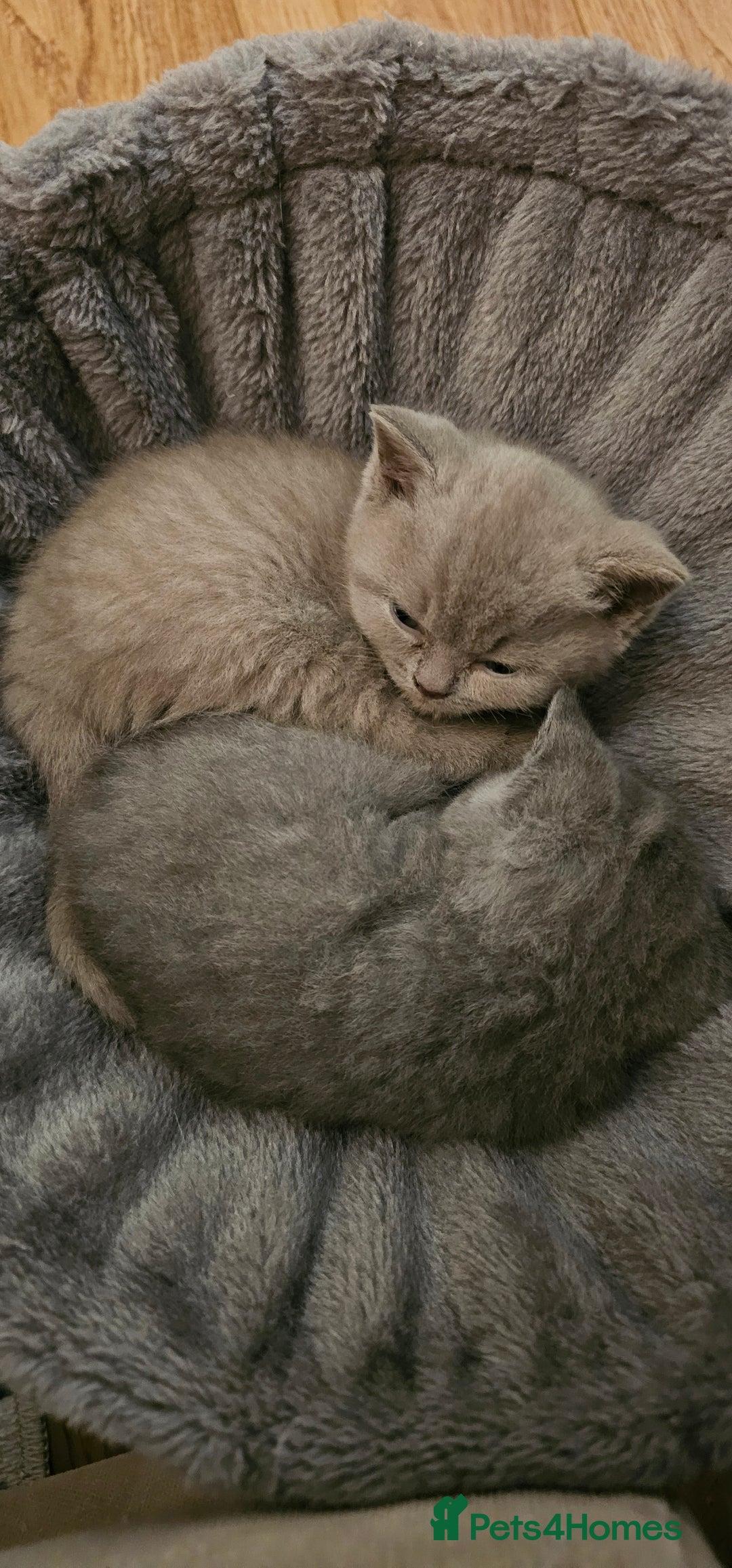 British Shorthair cats for sale: GCCF- BSH- Lilac boy and Blue girl - Advert 7