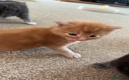 Maine Coon cats for sale: Maine coon kittens  - Image 3