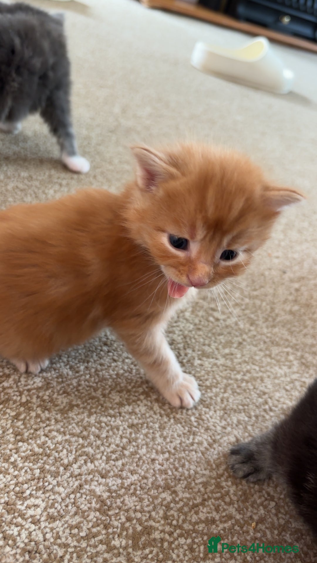 Maine Coon cats for sale: Maine coon kittens  - Image 3