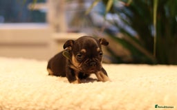 French Bulldog dogs for sale: Beautiful healthy full breed Frenchbulldog puppies - Image 8