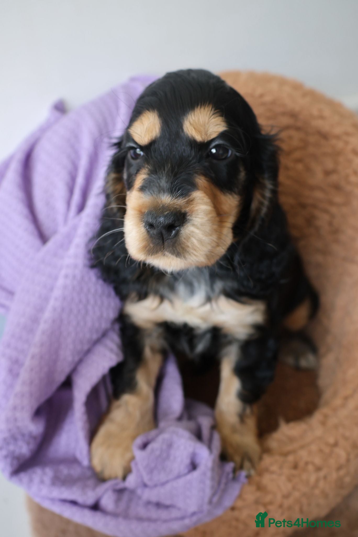 Cocker Spaniel dogs True Show Cocker Spaniels- LAST 2 - Advert 2