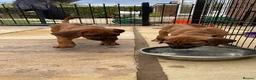 Rhodesian Ridgeback dogs for sale: 2 outstanding boys looking for forever homes  - Advert 6