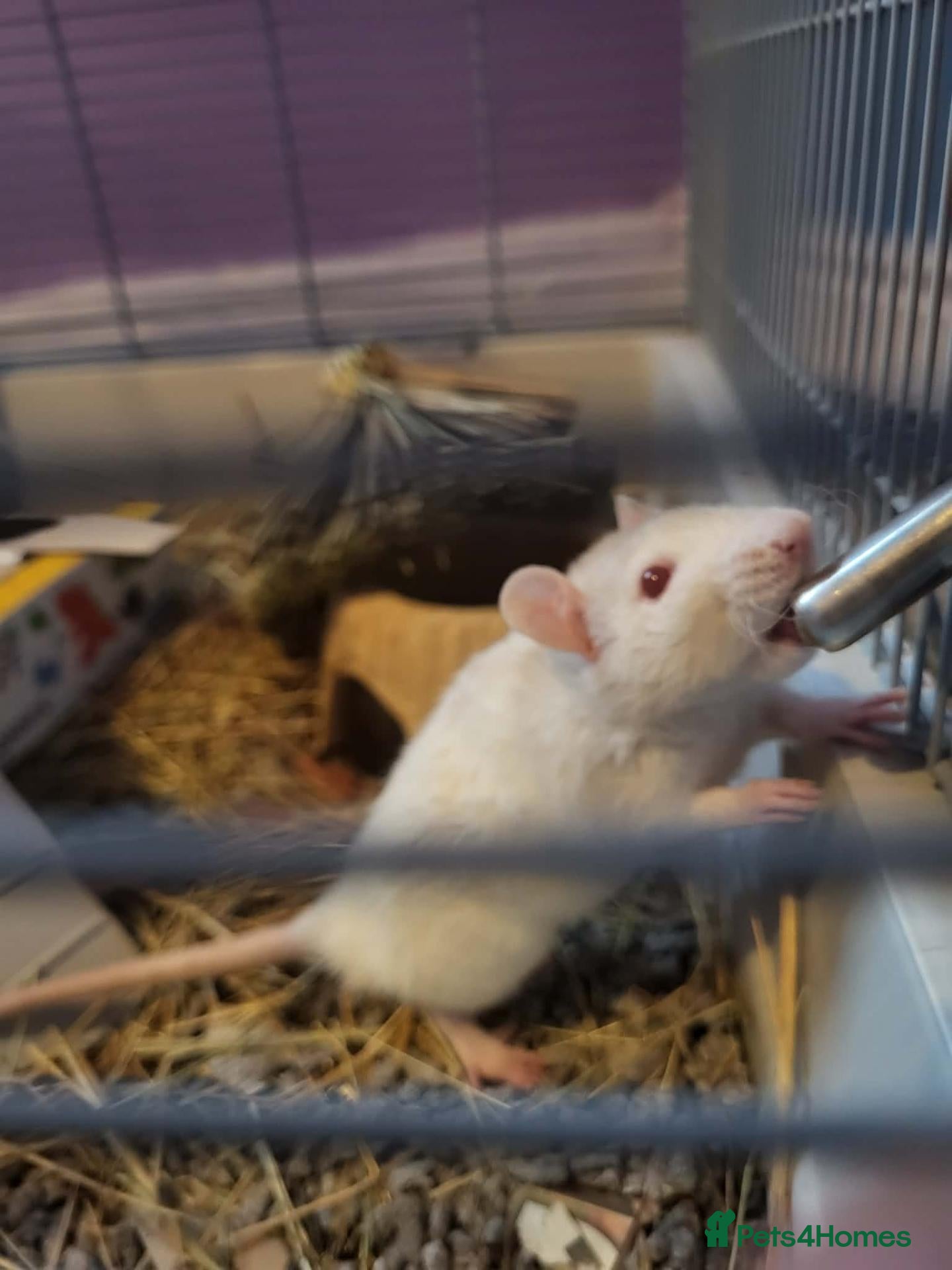 Rat rodents Male rats  - Advert 14
