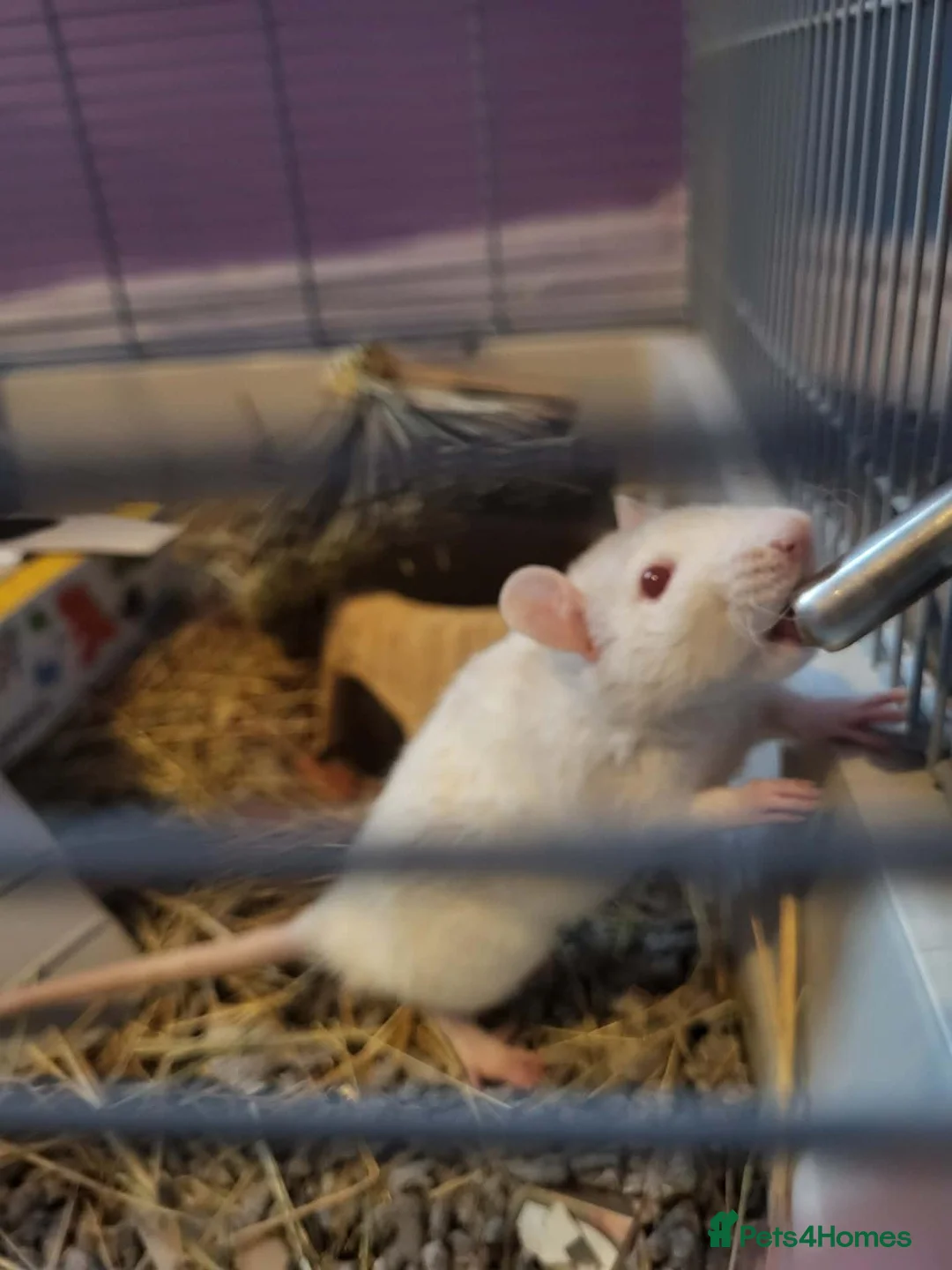 Rat rodents for sale: Male rats  - Advert 1