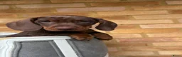 Miniature Dachshund dogs for sale: Beautiful Miniature Dachshund Puppies - Advert 5