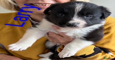 Border Collie dogs - Advert 13