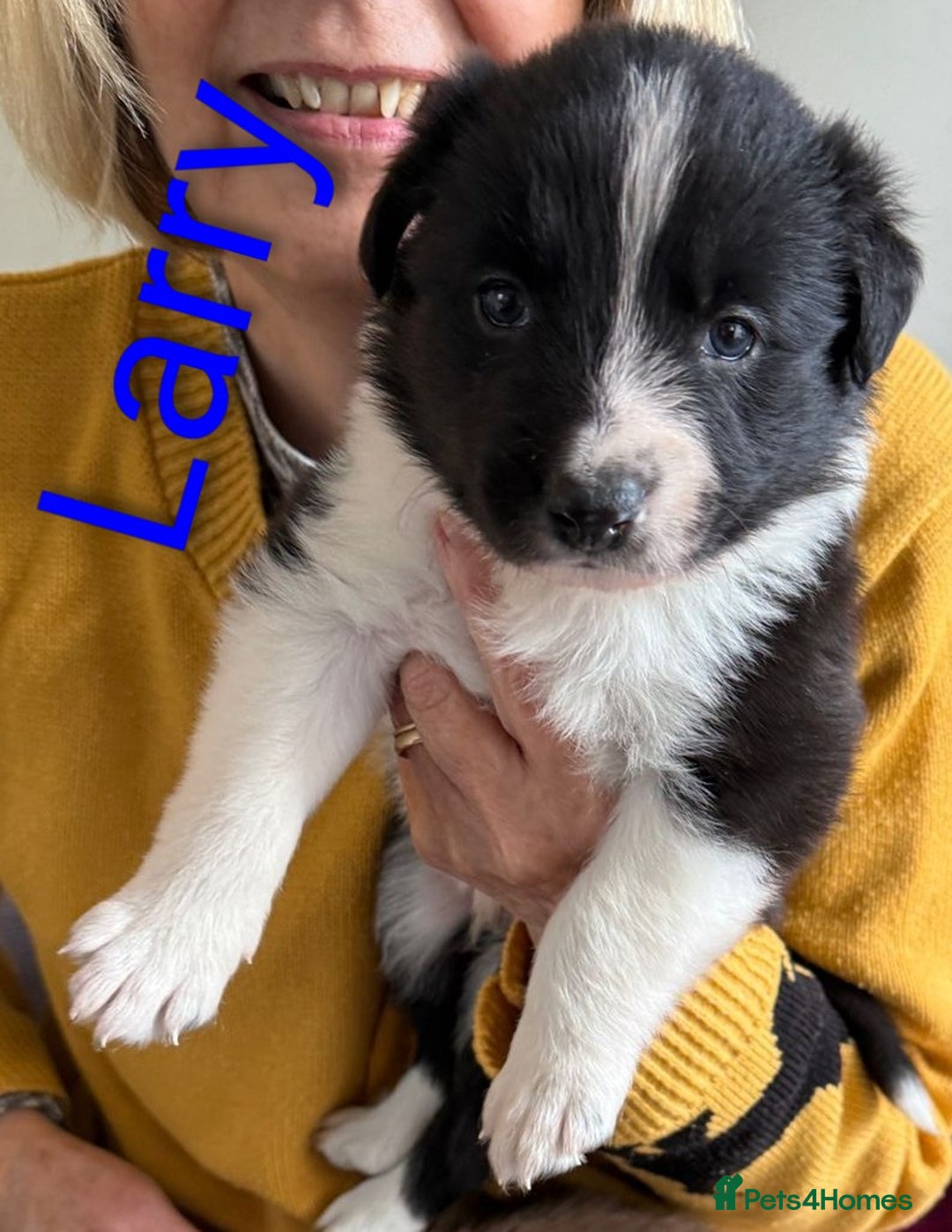 Border Collie dogs for sale: Red and white border collie/Sheepdog Pups - Image 3
