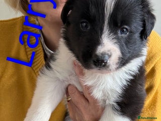 Border Collie dogs - Advert 22