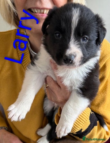 Border Collie dogs - Advert 6