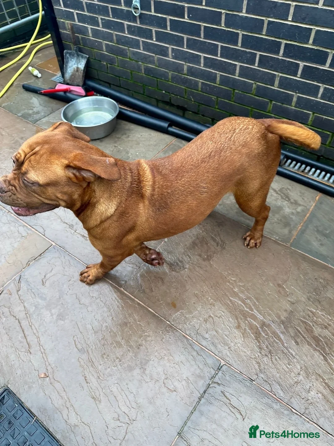 Dogue De Bordeaux dogs for sale: Dogue de bordeaux in Bolton - Advert 7