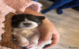 Shorkie dogs for sale: Shorkie pups - Image 5
