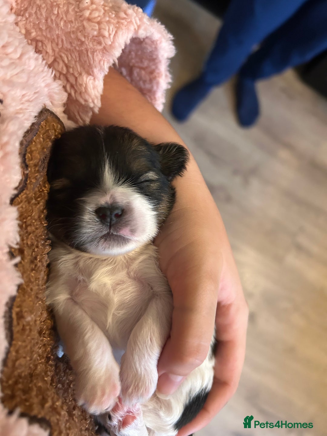 Shorkie dogs for sale: Shorkie pups - Image 5