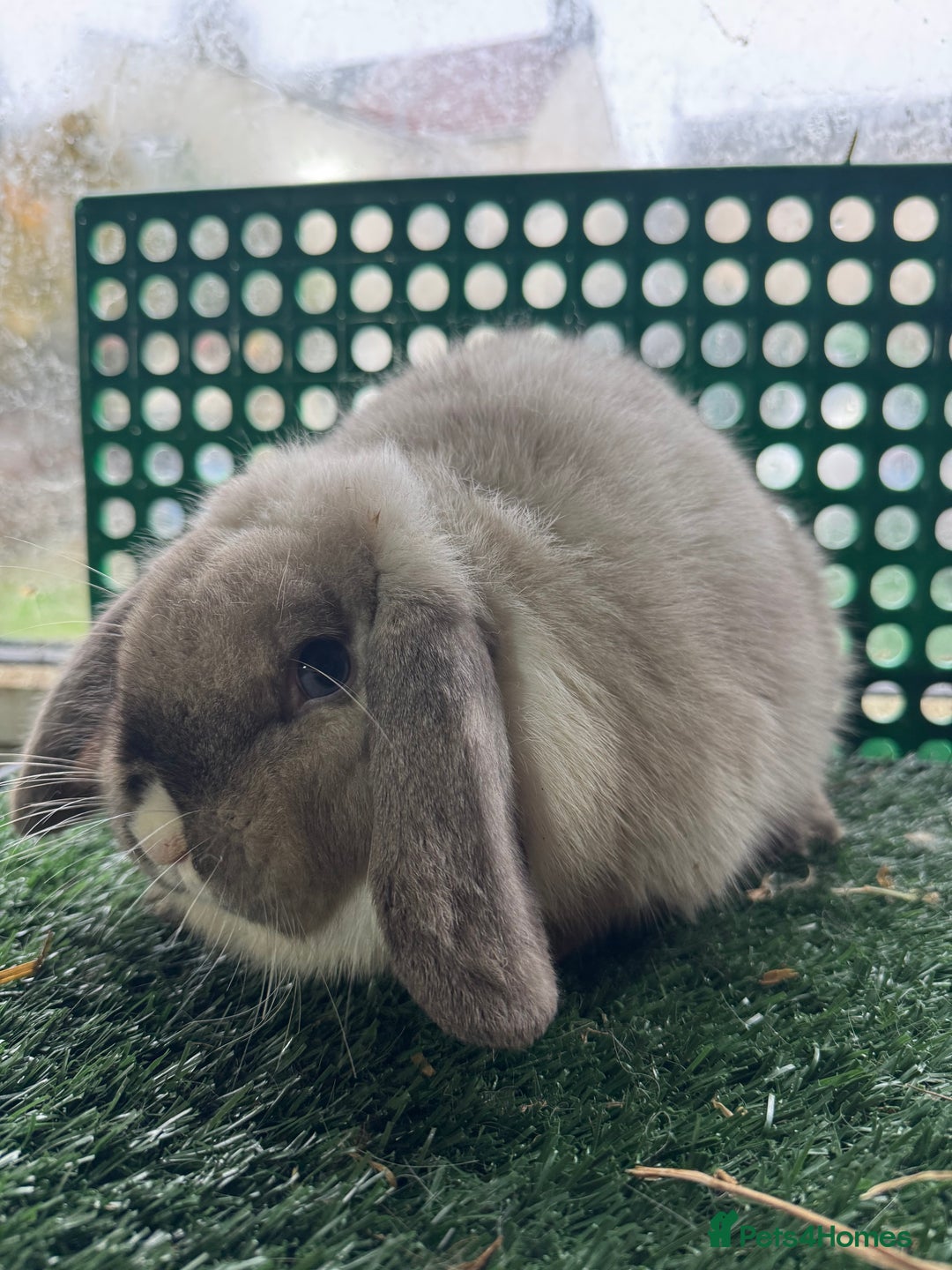 Mini Lop rabbits for sale: Pure breed mini lops  - Advert 4