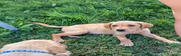 Labrador Retriever dogs for sale: 6 Labrador puppies  - Advert 4