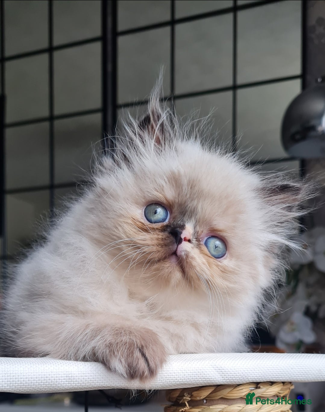 Persian cats Himalayen persian kittens  - Advert 1