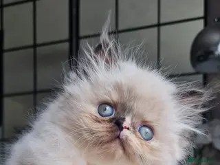 Persian cats Himalayen persian kittens - Advert 1