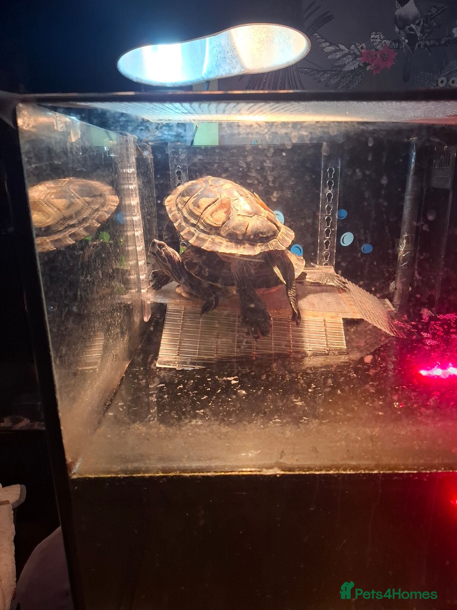Turtle reptiles 2 turtles & enclosure - Advert 6