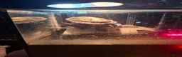 Turtle reptiles for sale: 2 turtles & enclosure - Advert 1