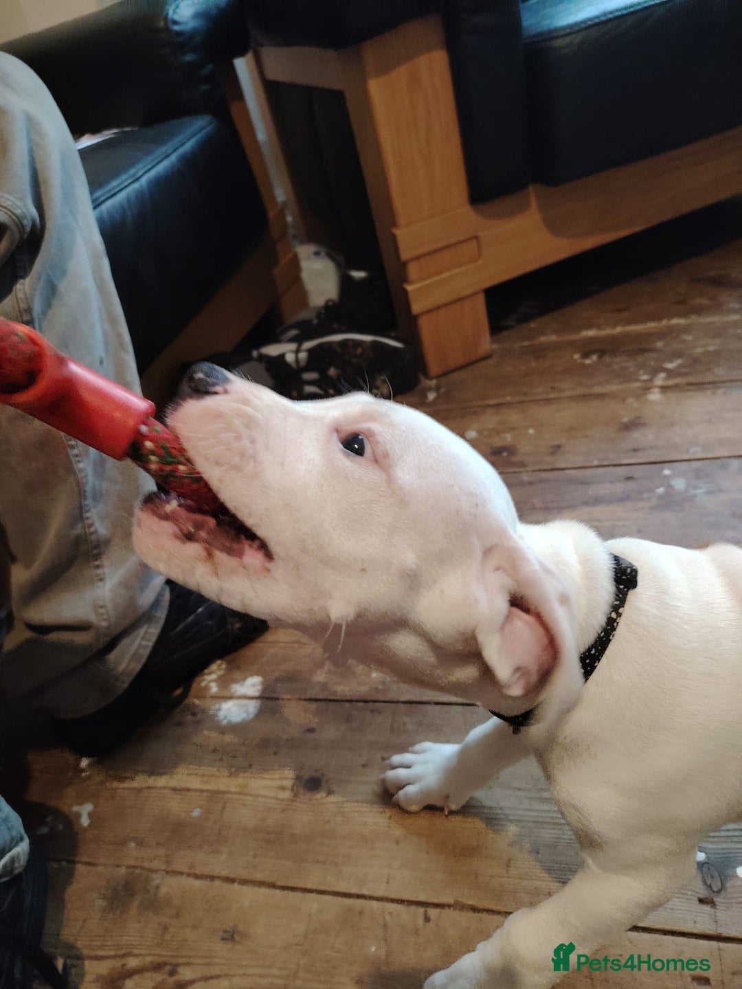 Mixed Breed dogs for sale: Strong, Healthy Presa x Staffy Pups Ready Now - Image 36