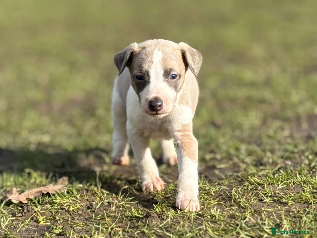 Whippet dogs for sale: Kc whippets  - Advert 6