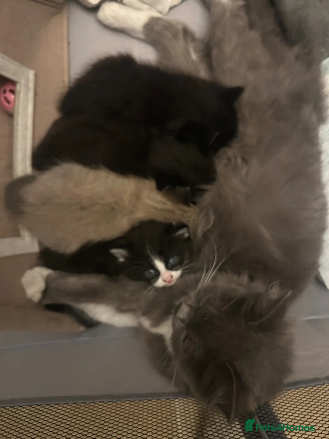 Persian cats for sale: Perdoll mother - 4 kittens - Advert 16