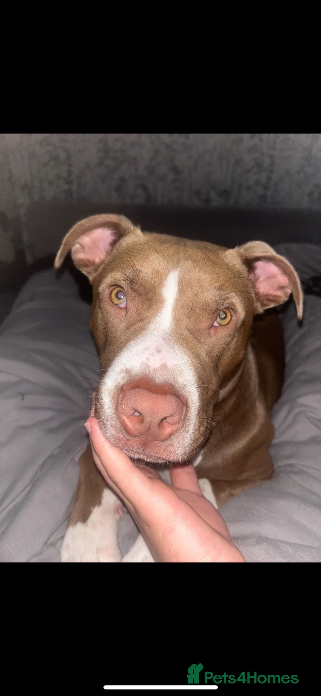 Mixed Breed dogs for sale: Chase  - Advert 2