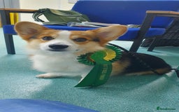 Welsh Corgi Pembroke dogs for sale: Quality Corgi puppies available to loving homes - Image 26