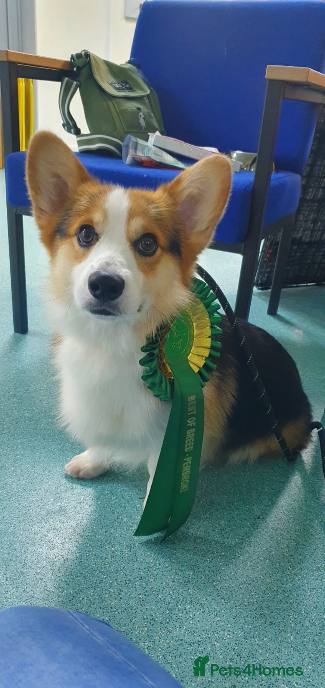 Welsh Corgi Pembroke dogs for sale: Quality Corgi puppies available to loving homes - Image 26