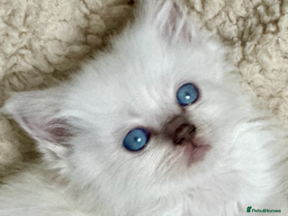 Ragdoll cats 🎀GCCF Heart-Melting Babies🦋 - Advert 3