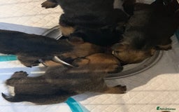 Border Terrier dogs for sale: Border terrier puppies  - Image 3