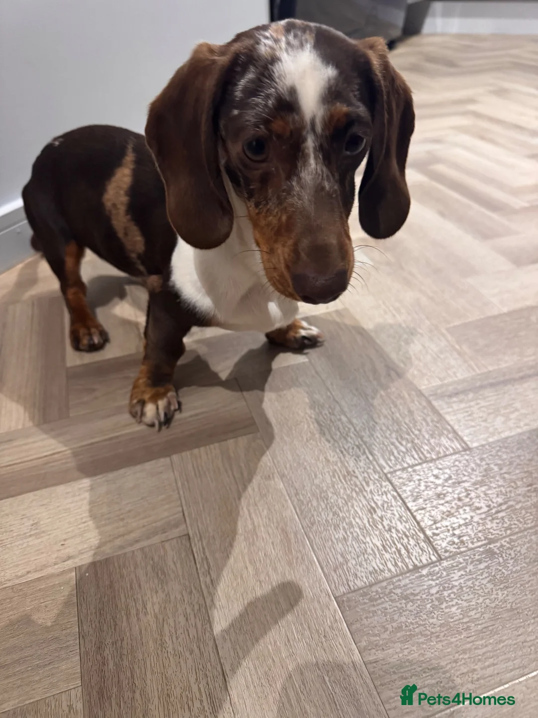 Miniature Dachshund dogs for sale: 8 month miniature dachshund  - Advert 5