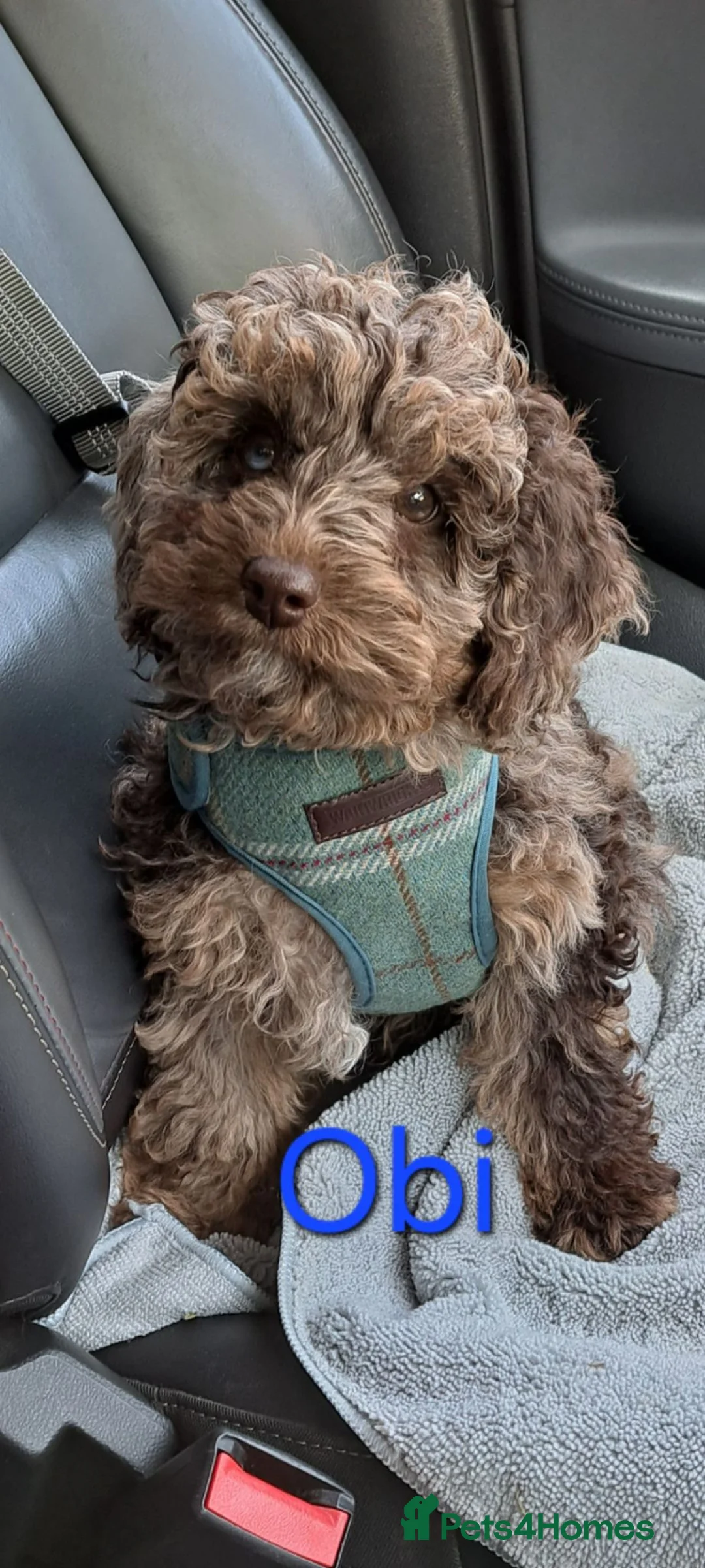 Miniature Poodle dogs for stud: Cockapoo stud f1b merle proven health tested  - Advert 22