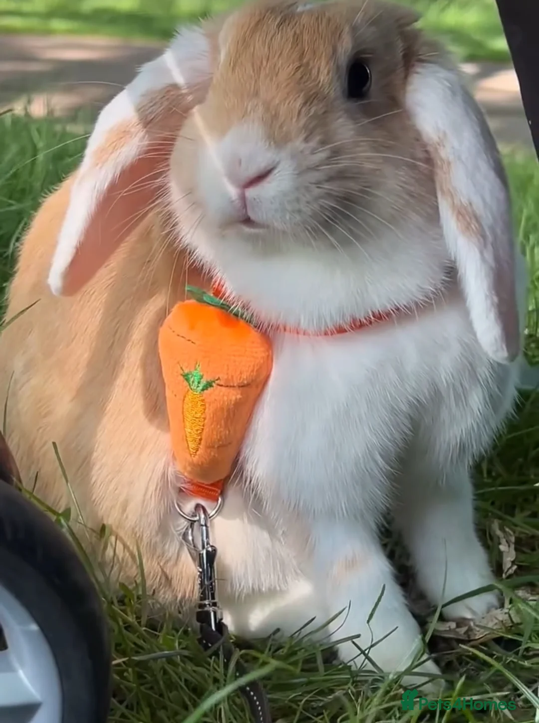 Mixed Breed rabbits for sale: Bonded female and male for a loving home  in Southend-on-Sea - Advert 2