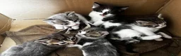 Mixed Breed cats for sale: 5 kittens looking for loving home  - Advert 3