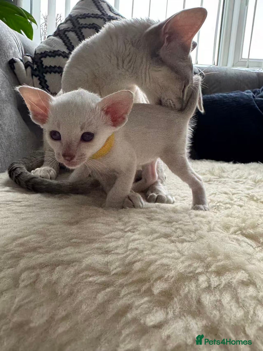 Siamese cats for sale: Beautiful Siamese Kittens – Ready February - Advert 8