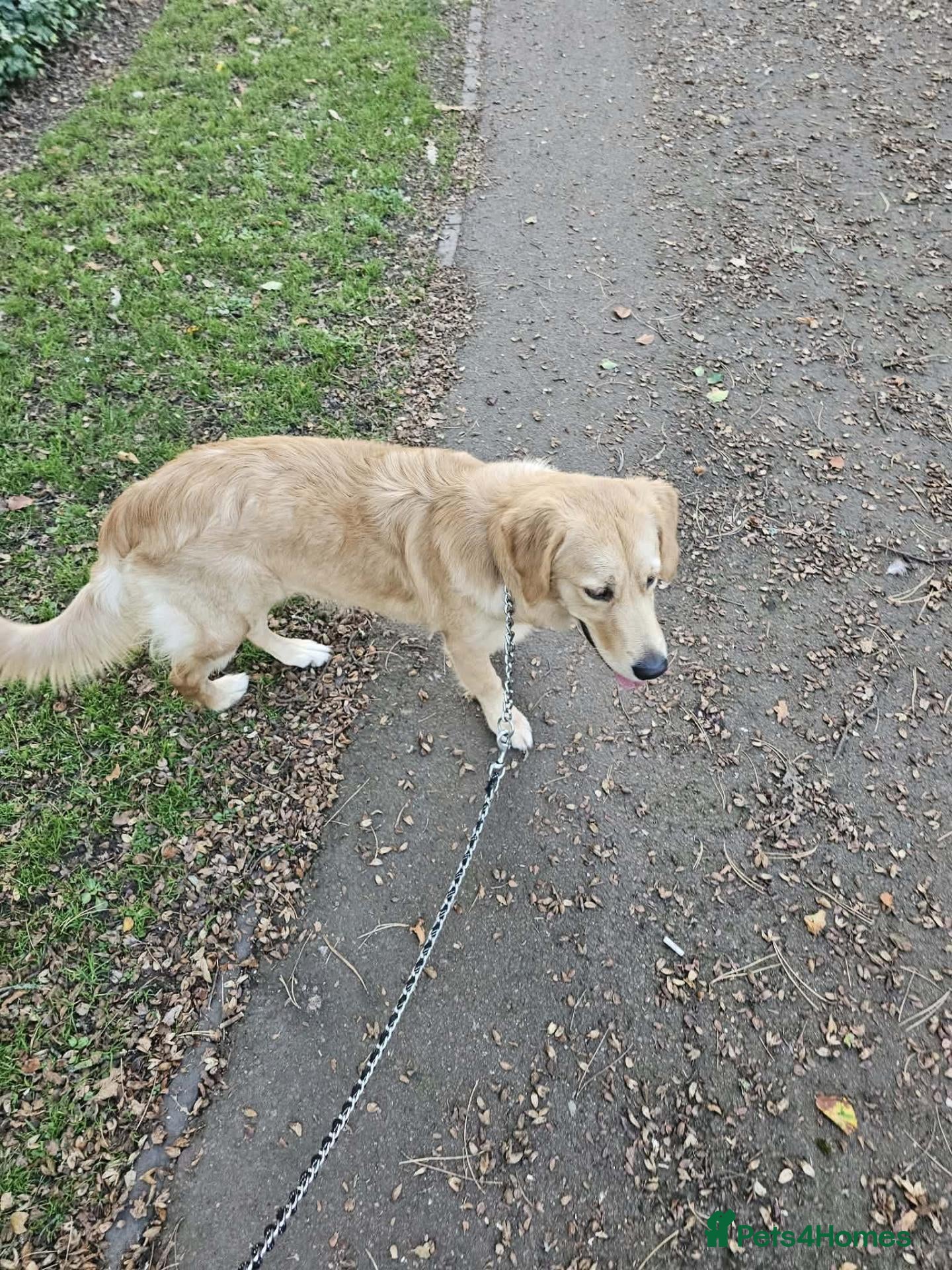 Golden Retriever dogs 8 months girl - Advert 2