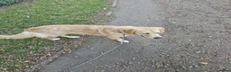 Golden Retriever dogs for sale: 8 months girl - Advert 2