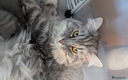 Mixed Breed cats for sale: Beautiful grey silver grey tabby kittens - Image 9